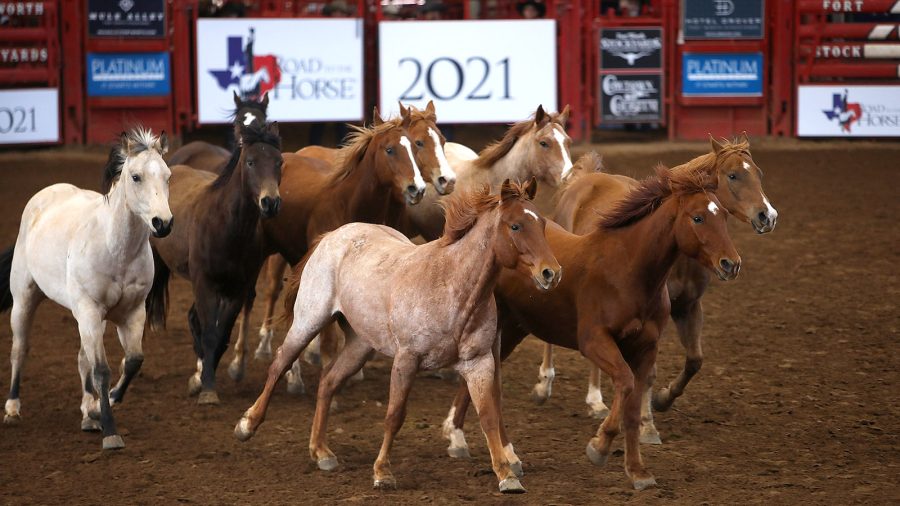 Fort Worth Road to the Horse remuda