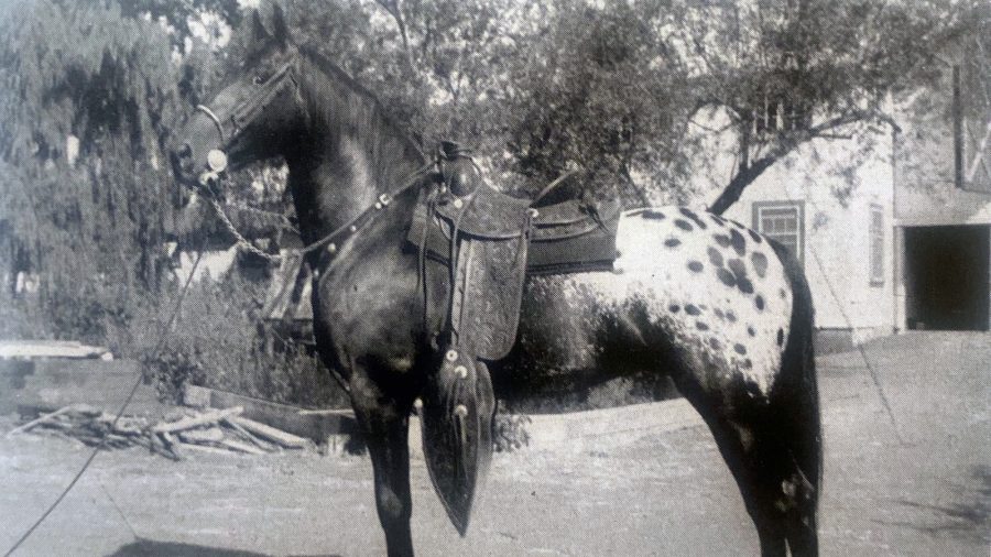 The Appaloosa