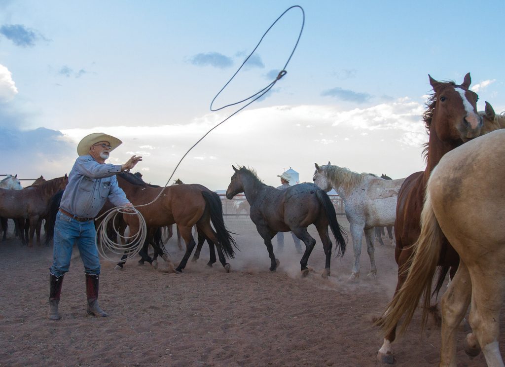 Morton throwing a houlihan loop to catch a horse at the Bell Ranch.