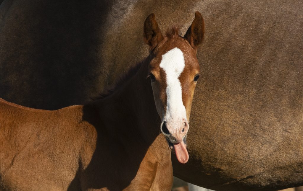 healthy as a horse found false

