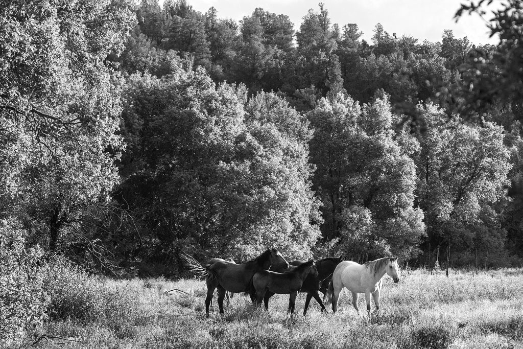 White horses are also a source of superstition.