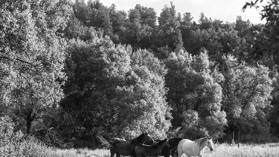 Superstitious horse people believe white horses bring good luck.