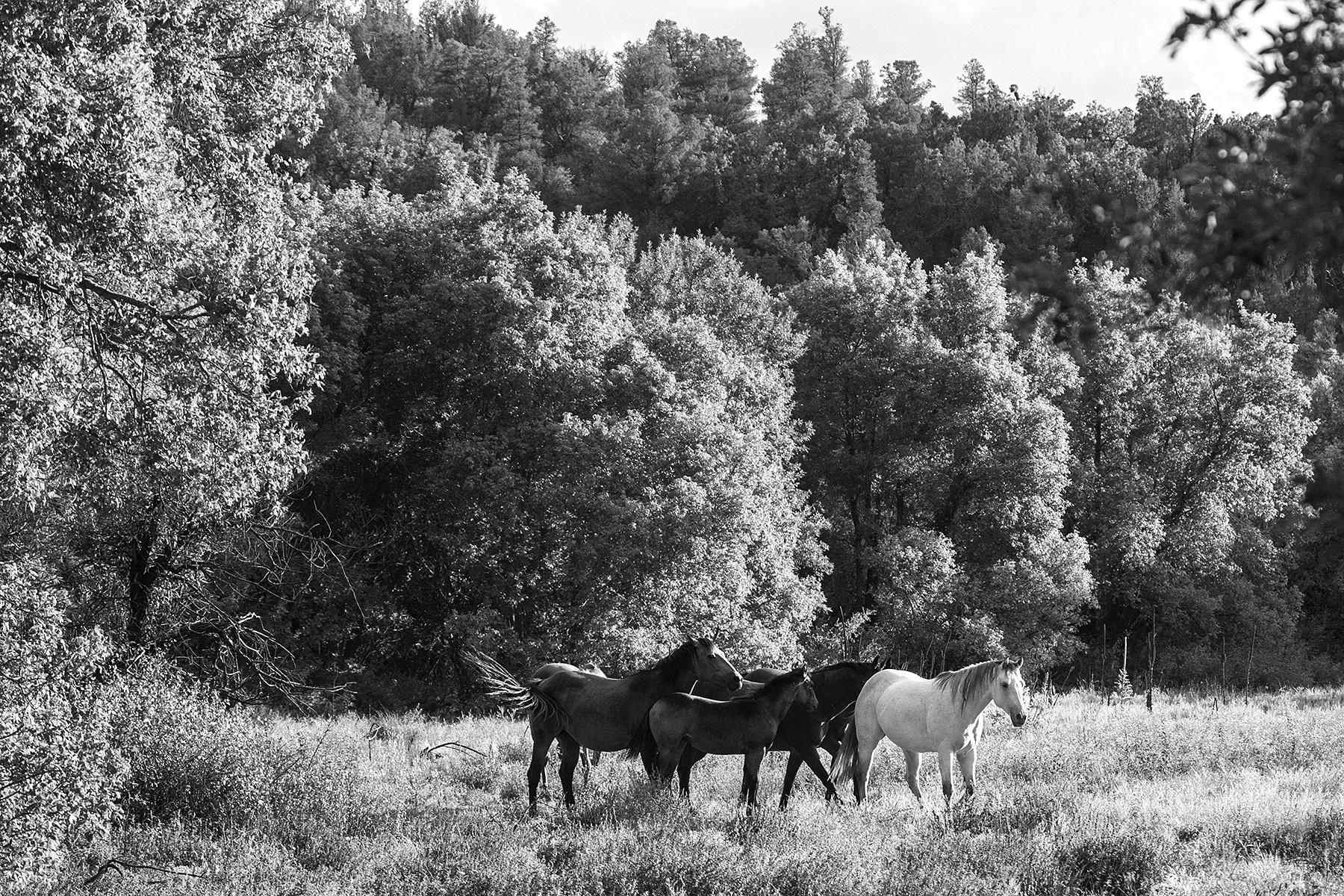 Superstitious horse people believe white horses bring good luck.