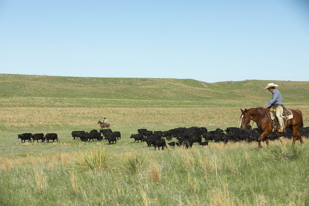 rancher chasing grass