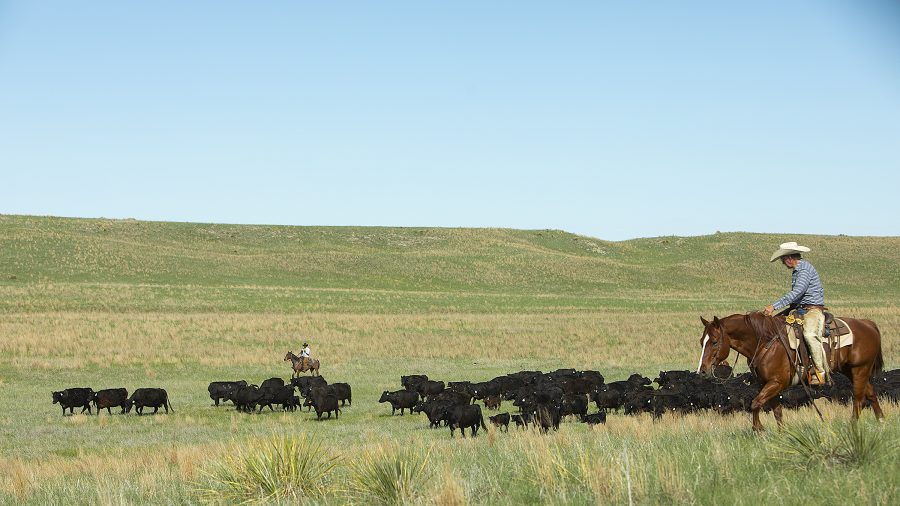 Grazing land is important to ranchers