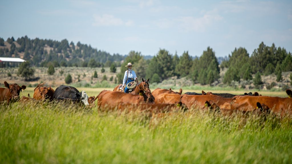 Valerie Coe works cattle