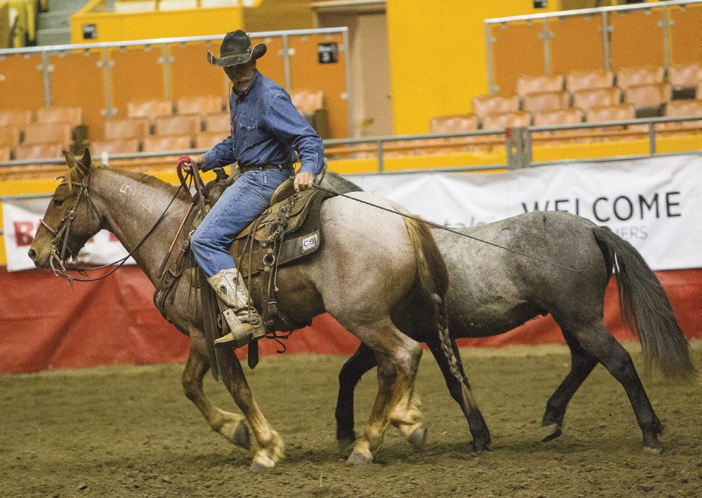 Bobby Kerr uses desensitizing strategies on Frosty to get him ready for stock shows and rodeos.