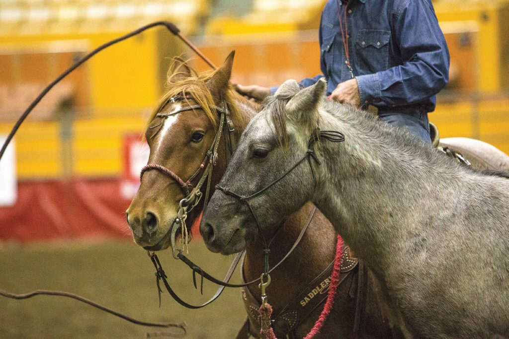 Bobby Kerr uses a reliable riding horse to work on his desensitizing strategies with a green horse. 