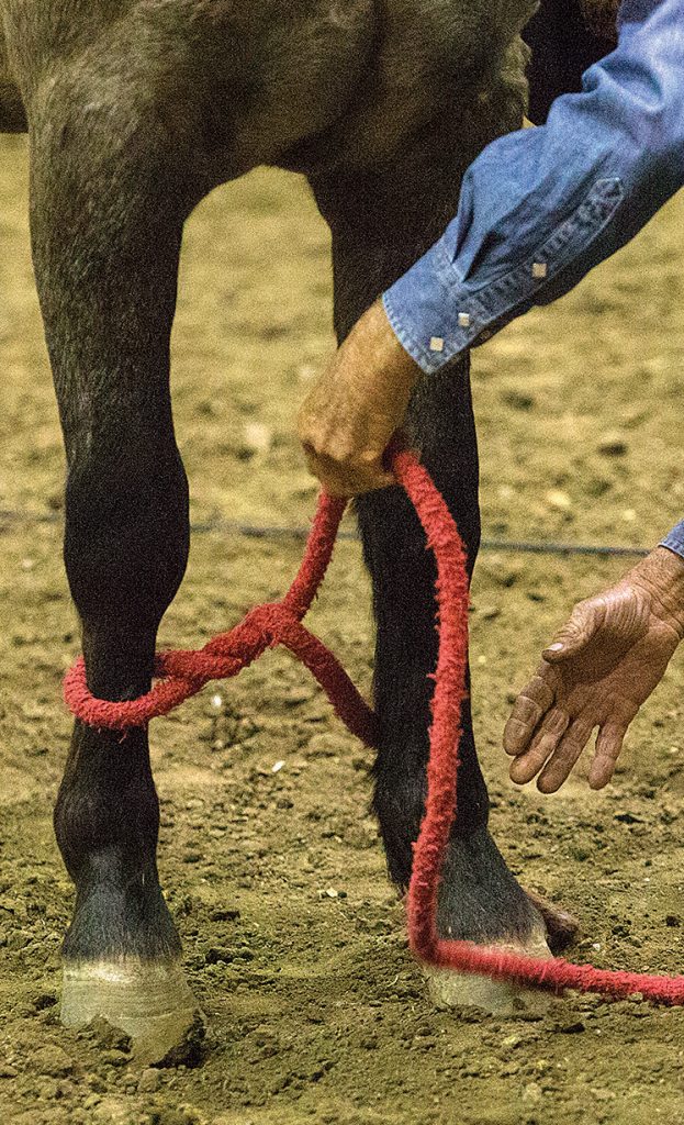 Bobby Kerr uses a lead rope to make a hobble.