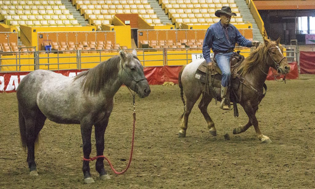 Hobbling a horse and riding around it is one of Bobby Kerr's desensitizing strategies.