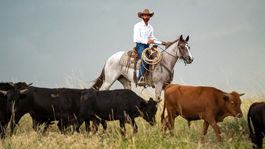 Matt Koch trains cow horses
