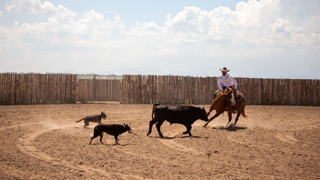 Matt Koch trains cow horses