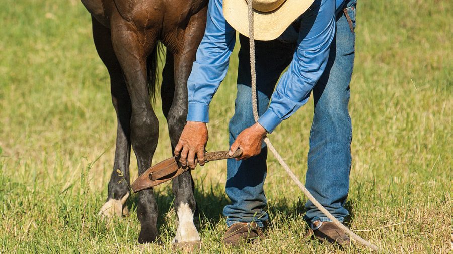 Bryan Neubert prepares the colt for its first hobbling lesson