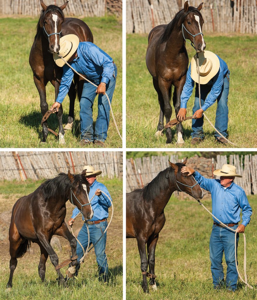 This series of images shows how to introduce your horse to the first hobbling lesson.
