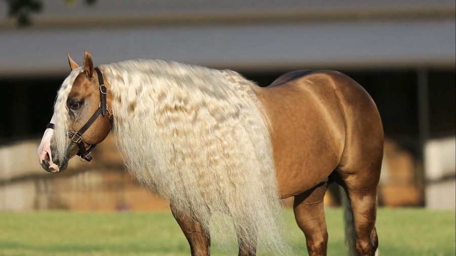 Rope Horse Stud Show Me The Buckles