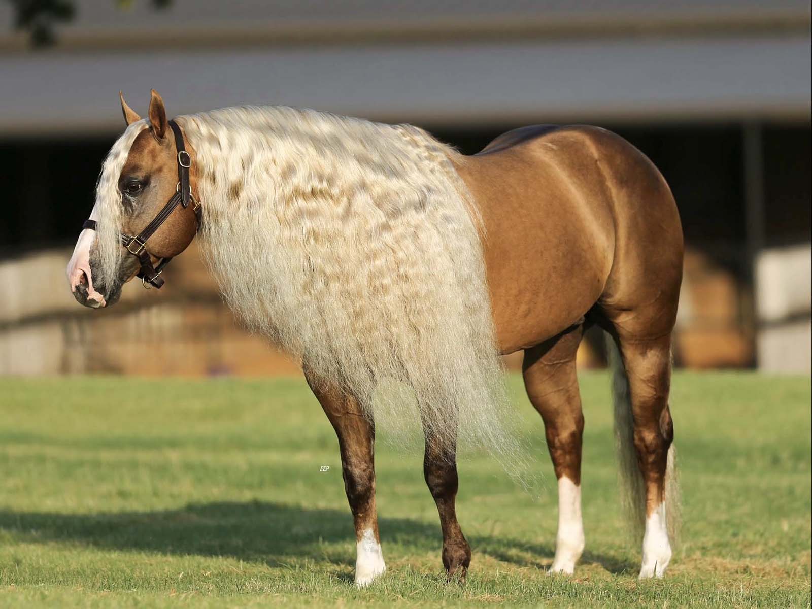 Rope Horse Stud Show Me The Buckles
