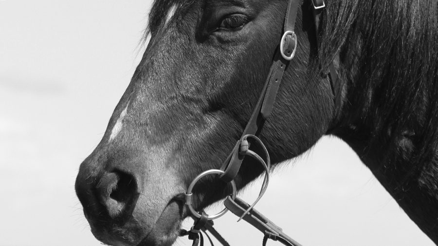 Become a better horseman by slowing down.