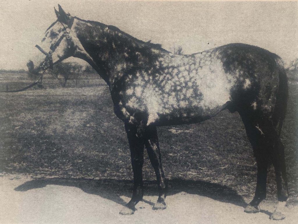 Talan is a distance-racing type of Thoroughbred.