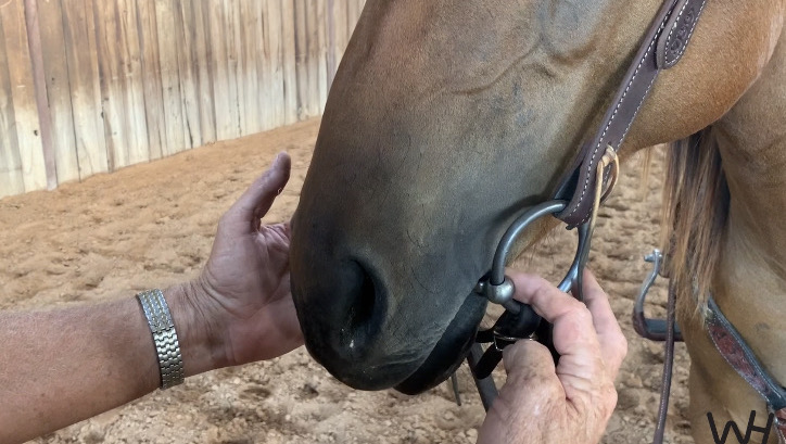 Adjusting the snaffle bit.