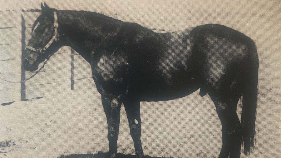 Piggin' String is a heavy-muscled Thoroughbred