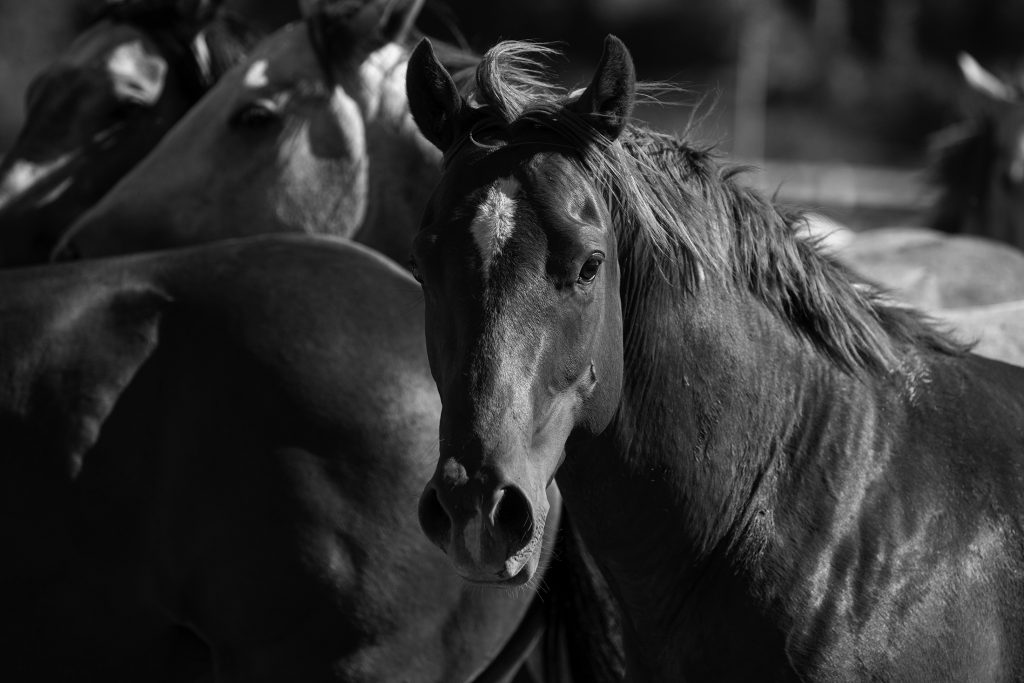Snorty horses can be athletic and intelligent