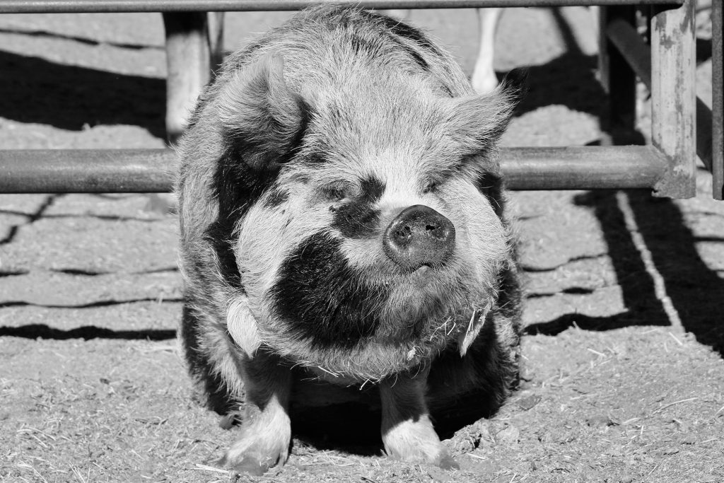 Kelli Neubert has a pet pig