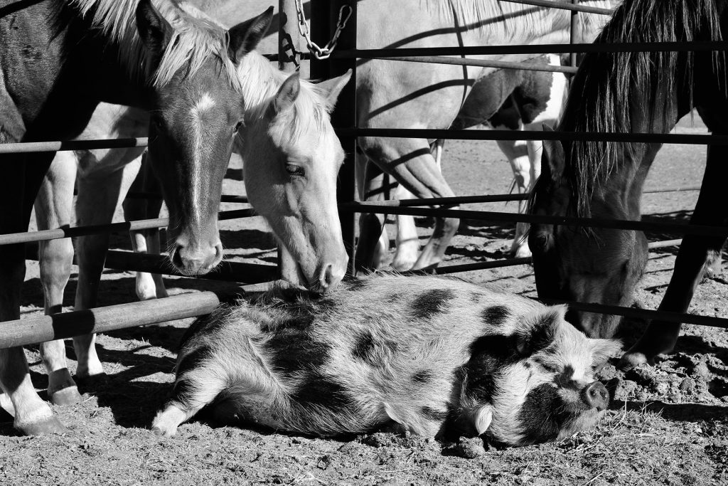 Horses enjoy a pet pig