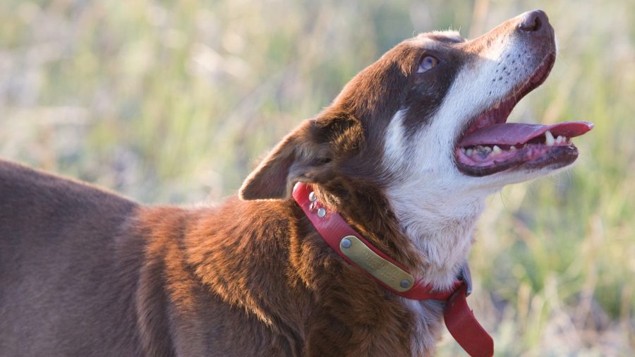 A cow dog looking up at its owner.