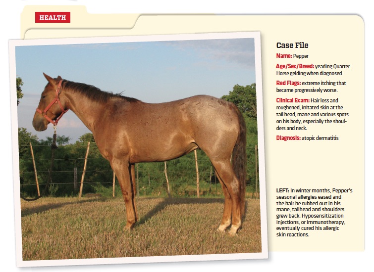 Itchy skin can show up in different ways based on each horse.