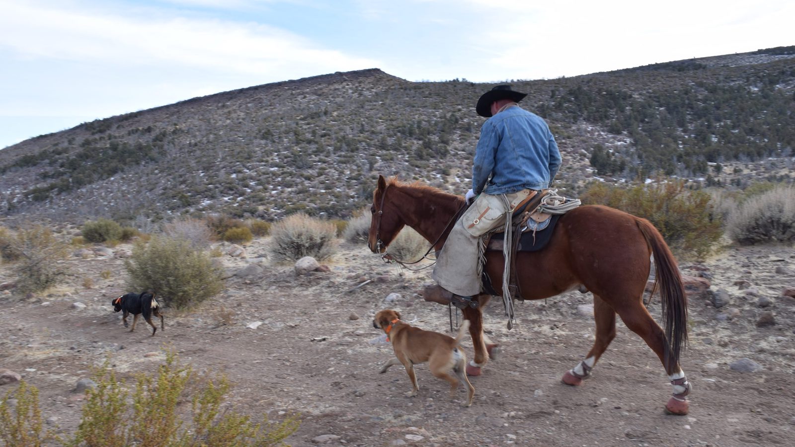 Catching Wild Cows