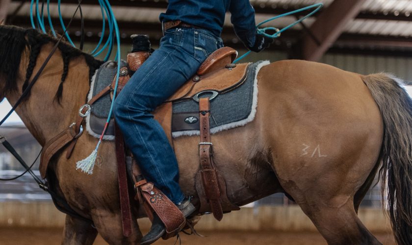 saddle pad