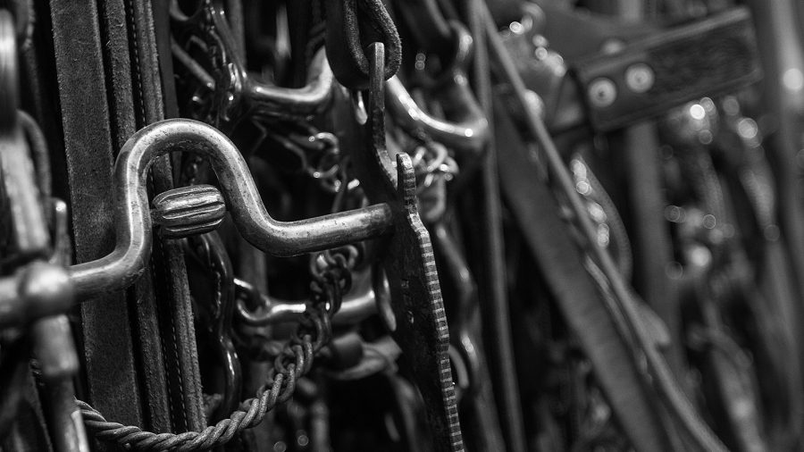 Geeking out over a bridle collection.