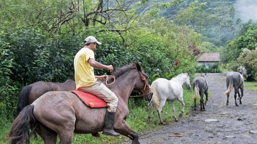 Rancho Margot stable hand brings in horses.