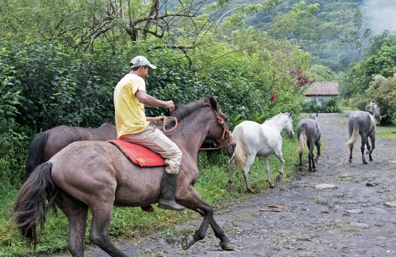 Rancho Margot stable hand brings in horses.