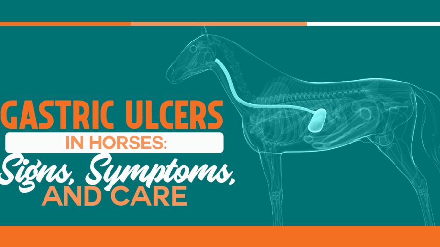Gastric Ulcers signs symptoms and care