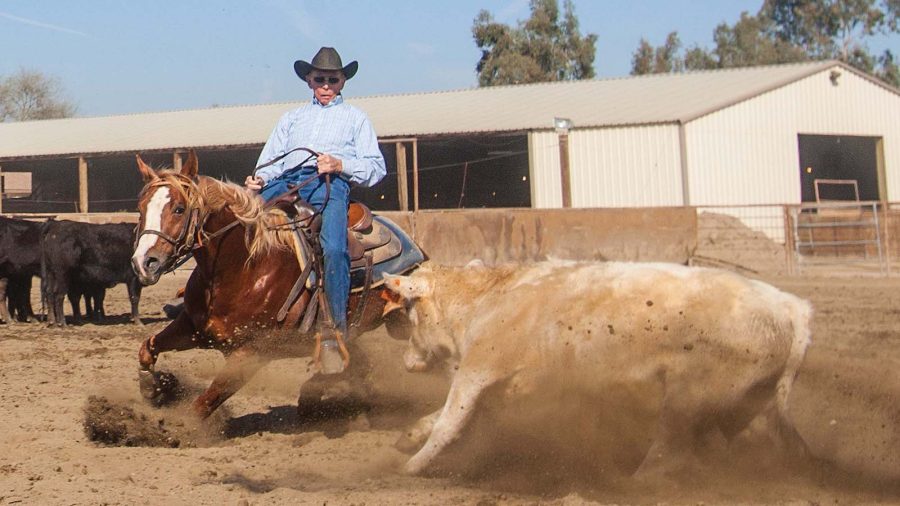 Doug Williamson cutting a cow.