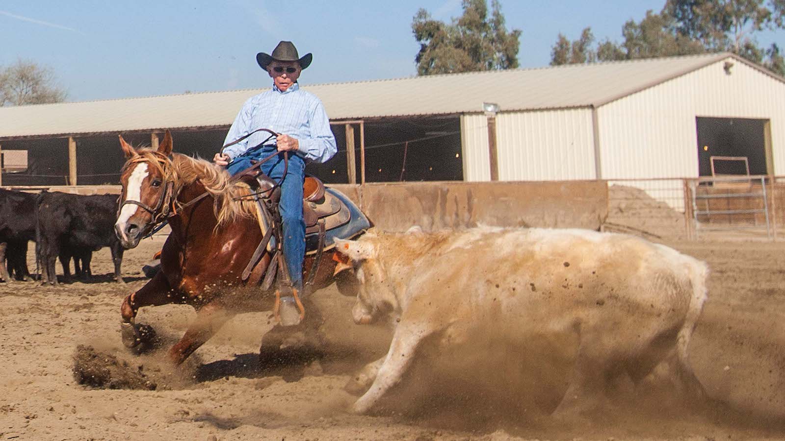 Doug Williamson cutting a cow.