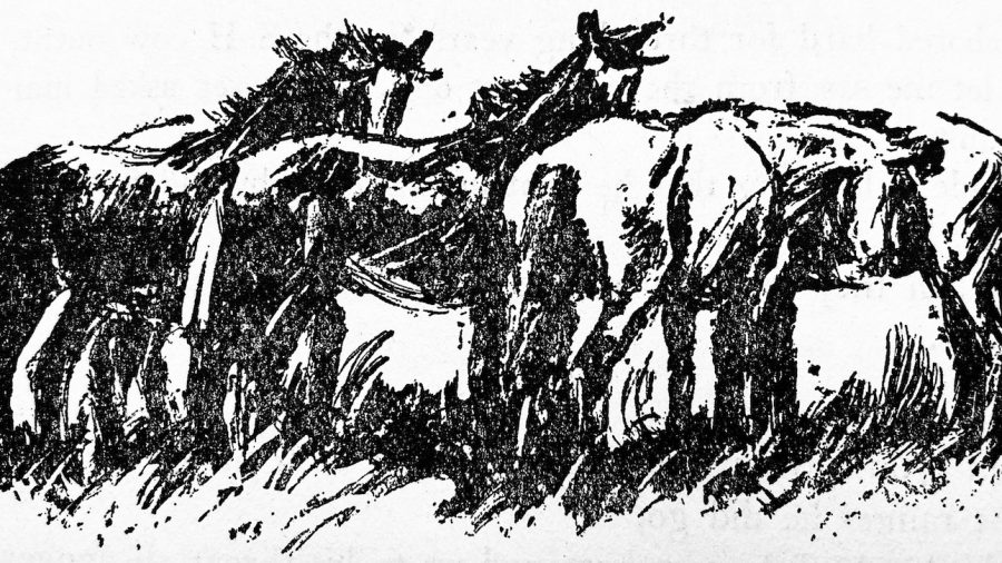 Ross Santee horse illustration