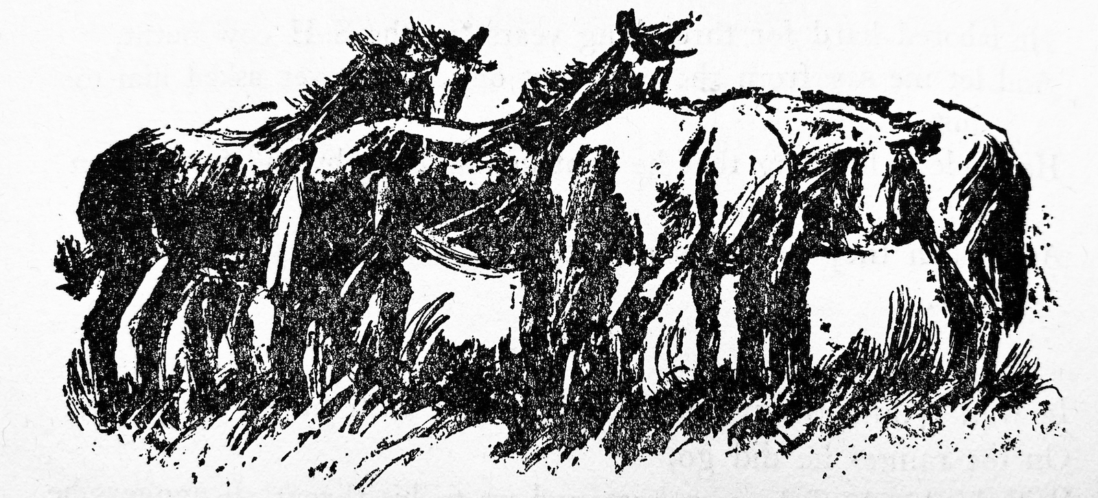 Ross Santee horse illustration