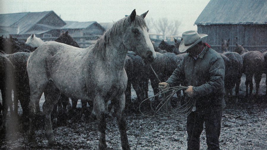 ranch horses