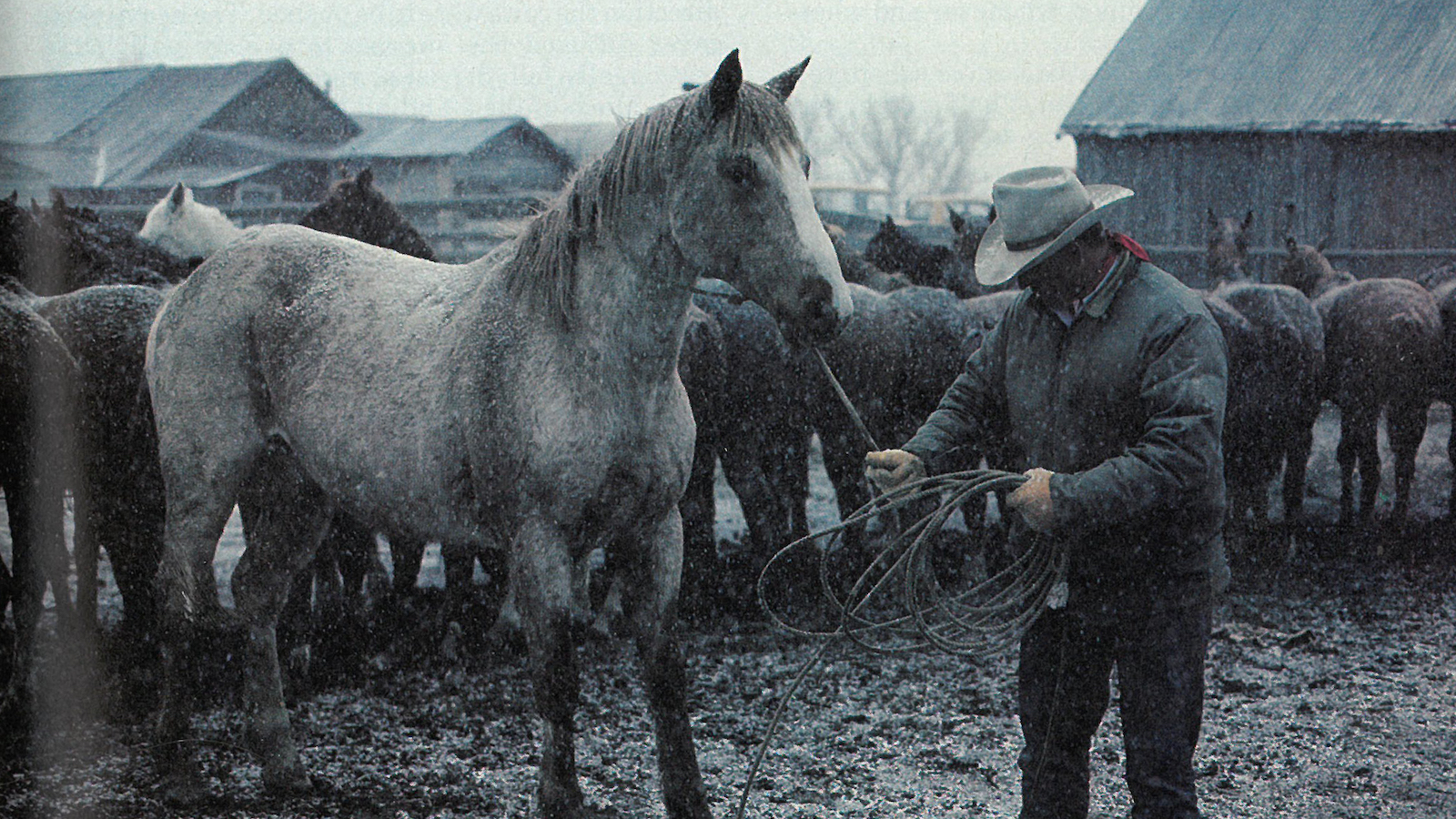 ranch horses
