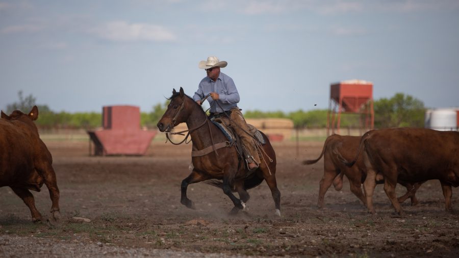 Mark Voss and ranch horse Mucho