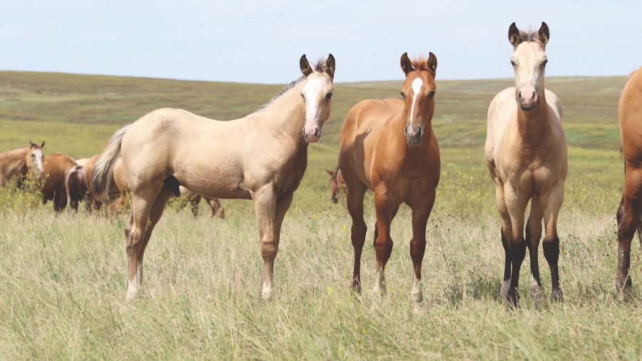 Bidding at Horse Sales
