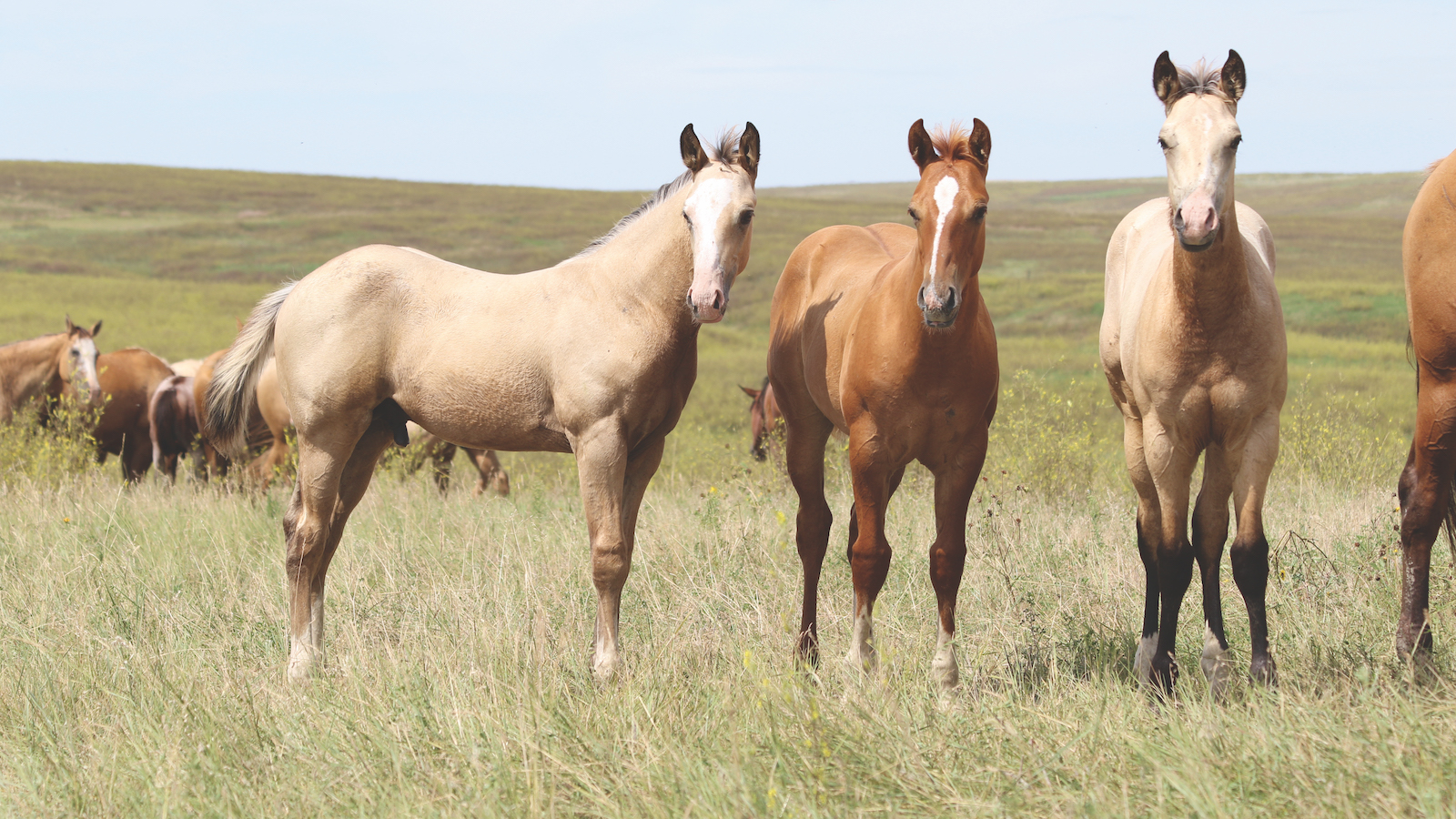 Bidding at Horse Sales
