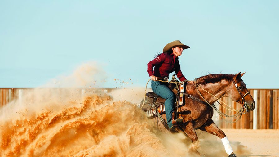 cow horse platinum