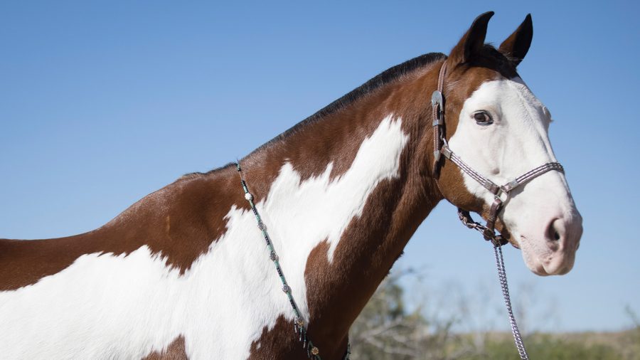 Paint Horse Breed