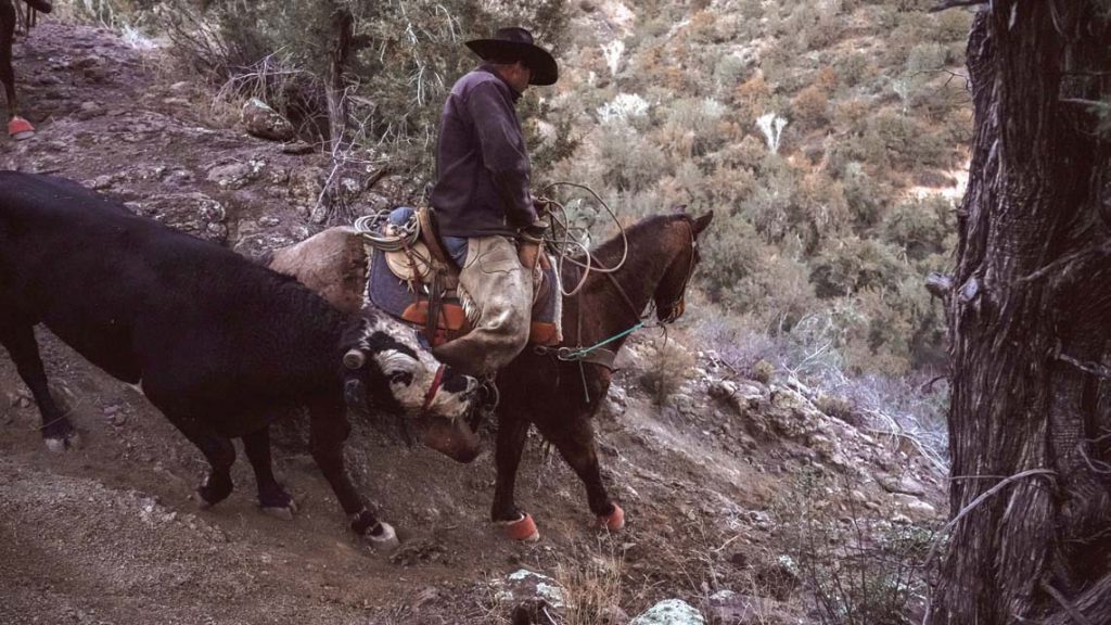 Leading a wild bull.