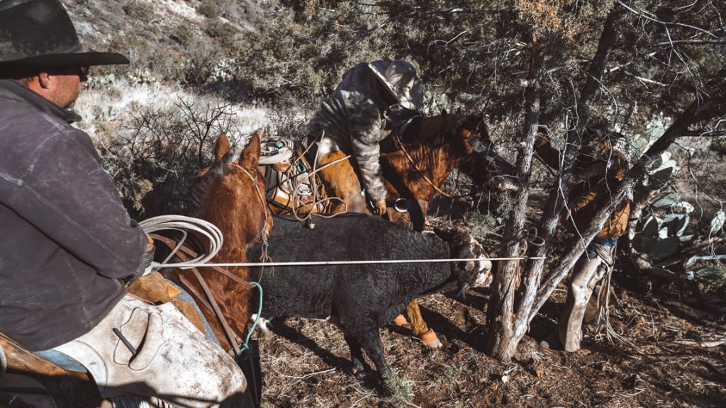 Tying feral cattle to a tree.