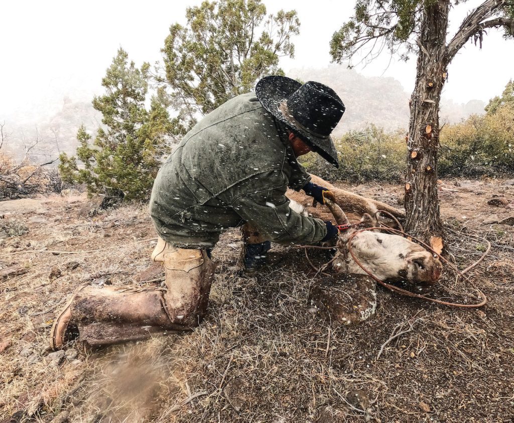 Snow blows in while cutting the horns off of a bull.