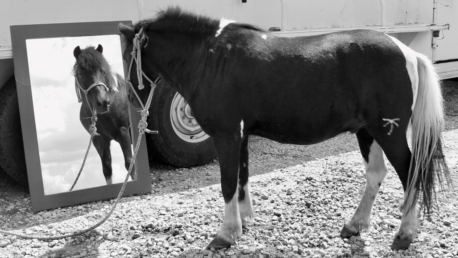 Pony looking in the mirror